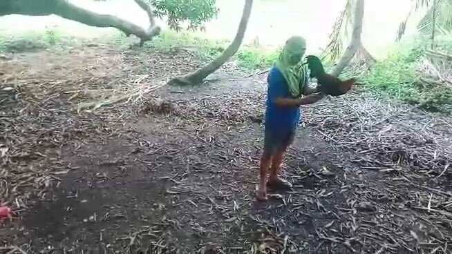8 months (win) Vs. 2 years old #cockfight