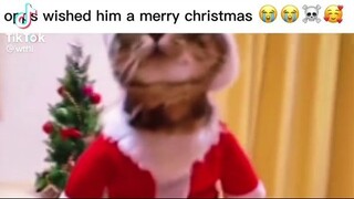 santa cat