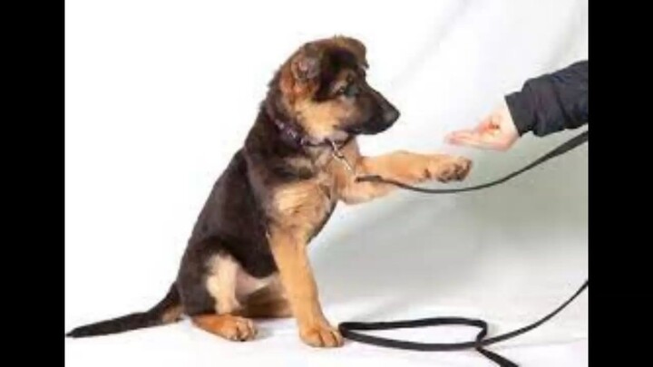 Ultra K9 Pro Reviews : ULTRAK9 PRO {CLINICALLY PROVEN} PROVIDE HEALTHY!