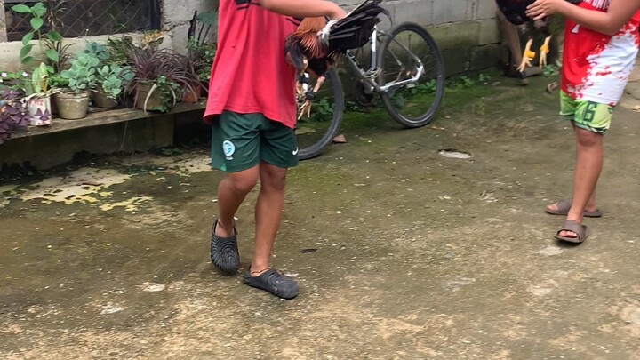 both 1x winner pure dan gray vs dan gray cross to hatch