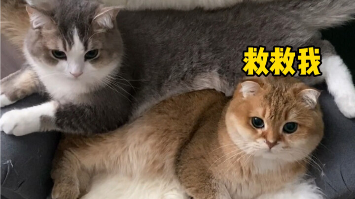 แมว: ทำลายเลยเร็วเข้า