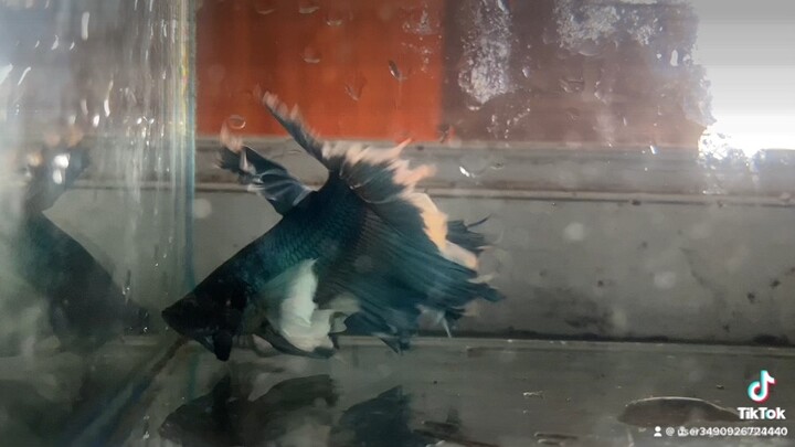 Ngắm cá thôi ae ( ae vào tiktok mình để ngắn cá nhiều hơn nha )