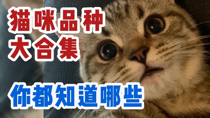 Varietas kucing yang umum dan ciri kepribadiannya, kira-kira apa lagi yang Anda ketahui?