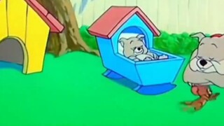 Tom và Jerry trở thành hiện thực hahahaha