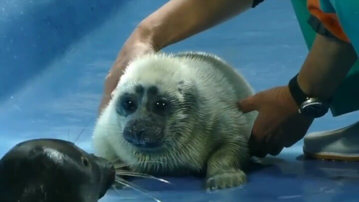 แมวน้ำตัวน้อยตกใจมากเมื่อเห็นพ่อครั้งแรกและอยากจะวิ่งหนี ฮ่าๆๆ