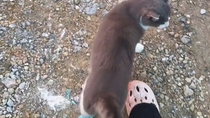 Ternyata, kucing kecil bisa berkeliling sebanyak itu dalam sehari