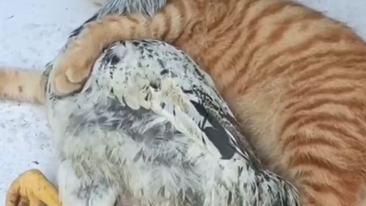Hilarious Animal Antics Compilation 🐾 Funny Pets Doing the Wackiest Things!