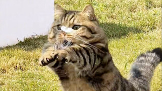 Diedie! Wait for me, Diedie! Are you coming back for dinner, Diedie?