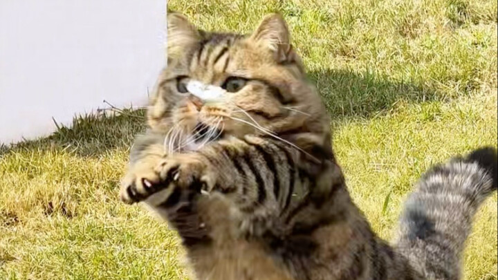 ديه ديه! انتظرني يا ديه ديه! هل ستعود لتناول الطعام يا ديه ديه؟