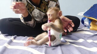 My gosh! Baby monkey Maki very sleepy but he still wanna play with mom never want to stop