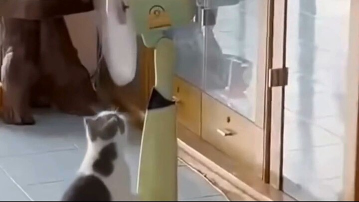 Funny Cat Compilation2