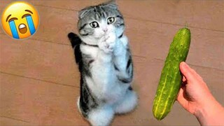 🔴  Compilation of funny dog/cat reactions videos