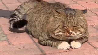 Cat Senior's Campus Life