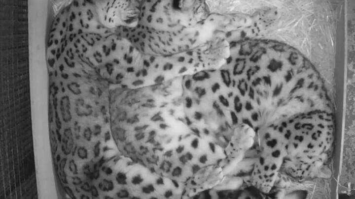 “A family of three snow leopards packed into a cardboard box” — the little snow leopard not only wan