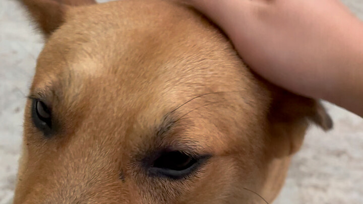 Đường quê gặp chó nào thì bắt nấy