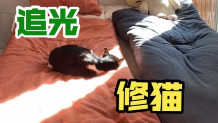 Even little cats are phototropic.
