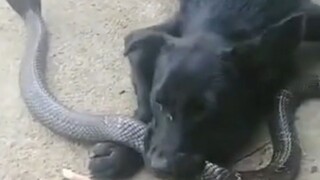 So these animals really aren't afraid of snakes after all!