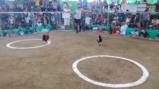 talisay broodcock 7yrs old