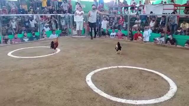 talisay broodcock 7yrs old