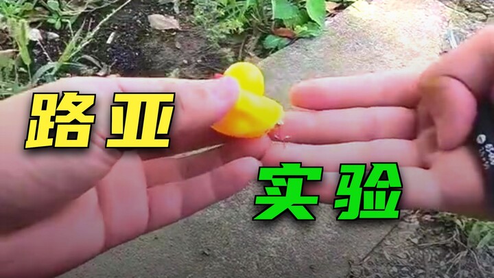Homemade “Little Yellow Duck” Fish Bait in Action: Will Starving Topmouth Percs Go for the Duck?