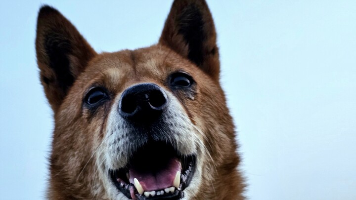 เบื้องหลังความคิดน้อยๆ ของจ้วงจ้วงกลับเป็นพันธกิจตลอดชีวิตที่สุนัขพื้นเมืองจีนมีต่อครอบครัว