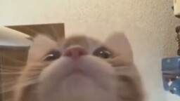 Crooked-Mouthed Kitten