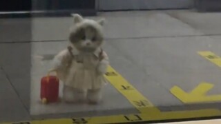 Gặp tình cờ một chú mèo nhỏ lớn lên nhờ ăn Kẻ Đáng Yêu