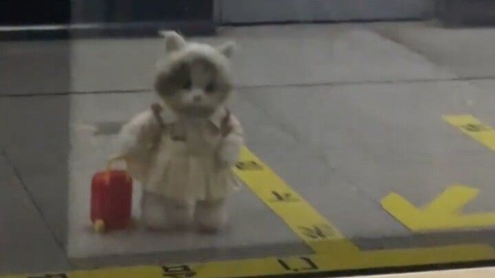 Gặp tình cờ một chú mèo nhỏ lớn lên nhờ ăn Kẻ Đáng Yêu