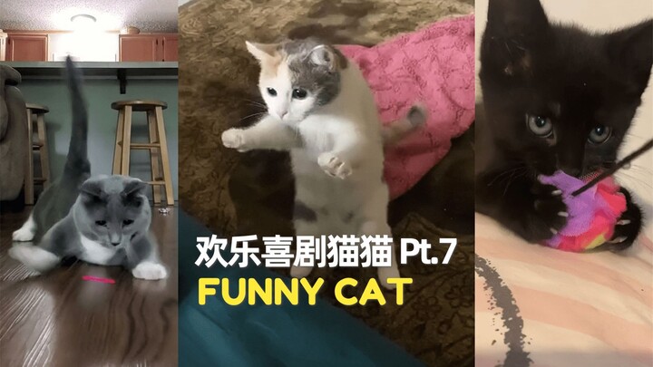 Kucing Komedi Menggemaskan Bag. 7