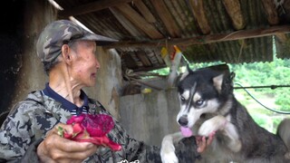 当哈士奇被83岁老人养，不挑食没玻璃胃，摘瓜果的田园生活