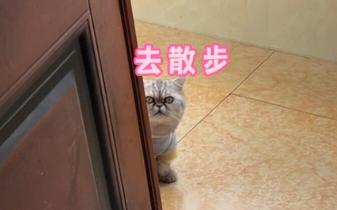 Why does a nice walk end up turning into parkour???