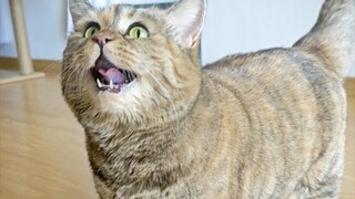 Where's my bowl? I'm asking you, where's my bowl?