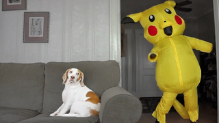 Dog Surprised by Dancing Pokemon สุนัขน่ารัก Maymo