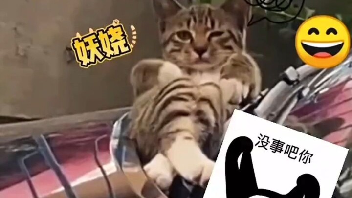 Kucing yang tidur bersila terbangun karena diganggu