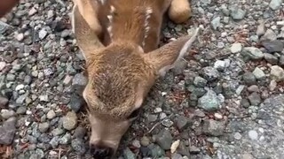 Mother Deer: What’s wrong with this child?