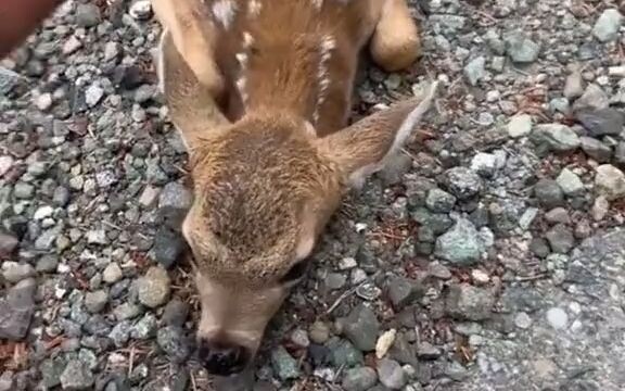 Mother Deer: What’s wrong with this child?