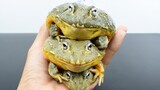 BGM con ếch mà các bạn cần đây! Nhạc vui vẻ hiếm có trên thế giới
