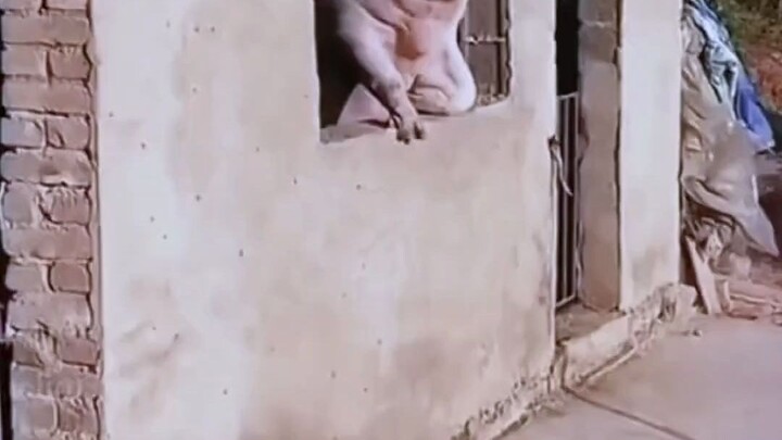 Menjelang Tahun Baru Imlek, menghormati babi berarti memakan setiap potongan daging sampai bersih da