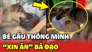 Những màn XIN ĂN bá đạo của chú chó tên Gấu 😂 | Yêu Lu