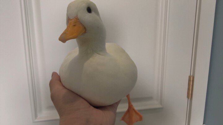 Bagaimana cara bertengkar dengan bebek