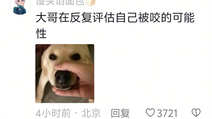 Kakak: Kasihan sekali anak itu… Anjing ini sangat menakutkan… Kasihan sekali anak itu… Anjing ini sa