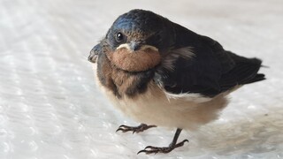 Commemorating the story of a novice bird breeder who found a little swallow