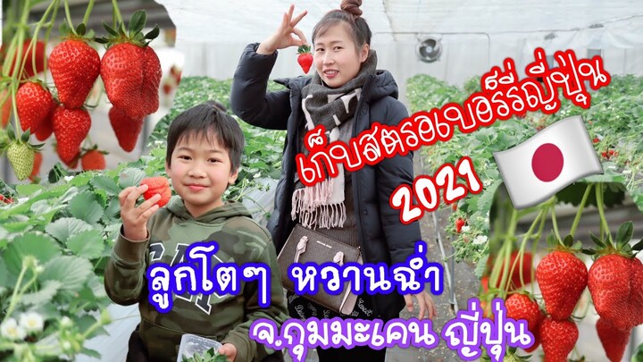 เก็บสตอเบอร์รี่🍓ที่ญี่ปุ่น2021 ลูกโตๆ หวานฉ่ำ สวนドールランドみなかみ DOLE LAND กุนมะเคน มินากามิGUNMA JAPAN