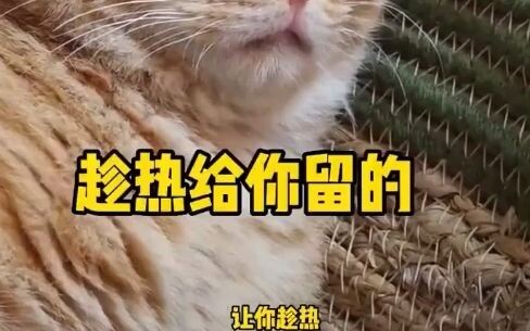 Why does the cat poop every time you eat?