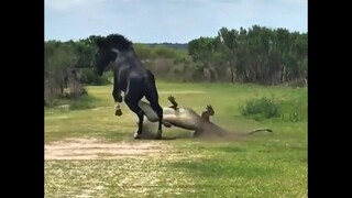Centaur fights crocodile in the wild area