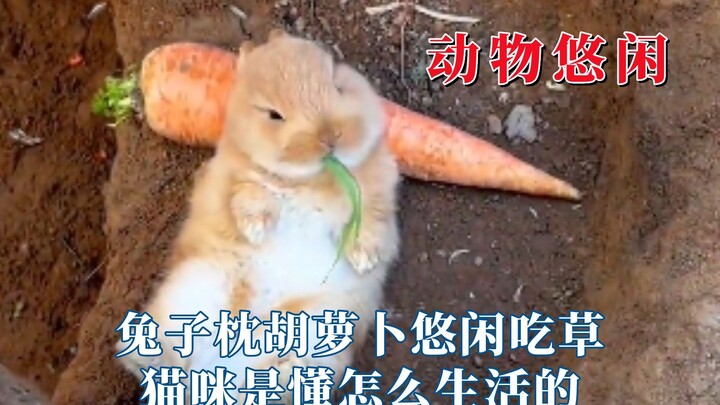 รีบหาบ้านให้สัตว์เหล่านี้หน่อยสิ แมวเก่งเรื่องการใช้ชีวิตมากเลยนะ!