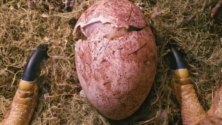 An abandoned eagle egg becomes a king of the skies