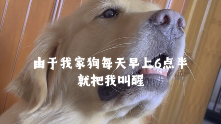 由于我家狗每天早上6点半就把我叫醒，于是我就用魔法打败魔法。。