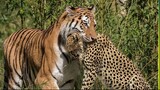 13 Deadliest Tiger Attacks Caught on Camera