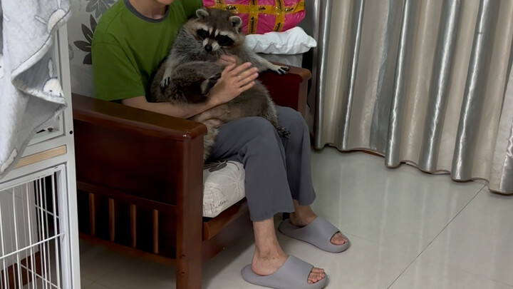 มีเพื่อนมาที่บ้าน แฟนคลับของเสี่ยวเสี่ยวมาหาเสี่ยวเสี่ยวด้วย🤣ความกล้าของแรคคูนยังน้อยอยู่นะ #แผนเดบิ